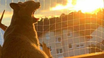 Semburan api si kucing. Foto: Boredpanda