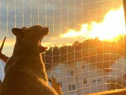 Tingkah Konyol Kucing yang Bikin Good Mood