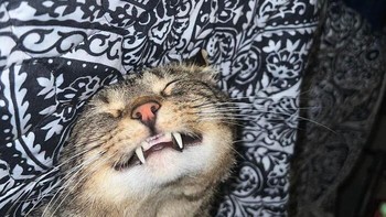 Kucing jelmaan drakula kah? Foto: Boredpanda