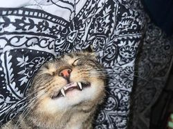 Tingkah Konyol Kucing yang Bikin Good Mood