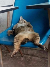 Tingkah Konyol Kucing yang Bikin Good Mood