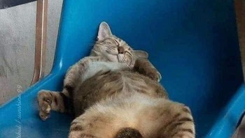 Bobo siang dulu ah, udah pewe. Foto: Boredpanda