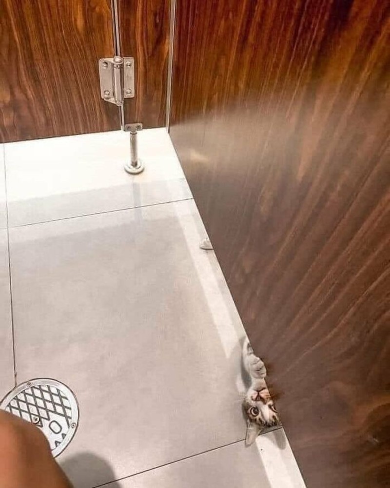 Tingkah Konyol Kucing yang Bikin Good Mood