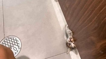 Upss, diintip kucing. Foto: Boredpanda