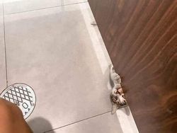 Tingkah Konyol Kucing yang Bikin Good Mood