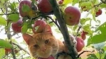 Tolong cing lemparin buah Apelnya. Foto: Boredpanda