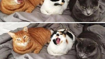 Jadi ikutan nguap juga nih yang lihat fotonya. Foto: Boredpanda