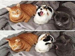 Tingkah Konyol Kucing yang Bikin Good Mood