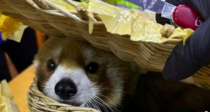Turis India selundupkan red panda dari Thailand