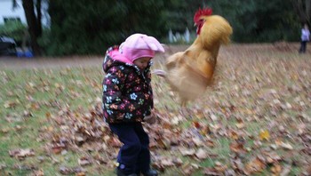 Kena seangan ayam... Foto: Boredpanda