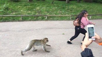 Dikejar monyet. Foto: Boredpanda