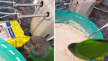 Detik-detik kepala burung nyemplung. Foto: Boredpanda