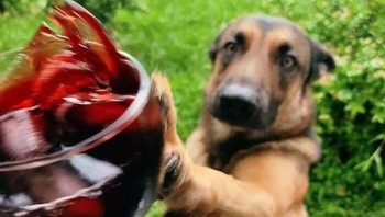 Mungkin si anjing mau juga... Foto: Boredpanda
