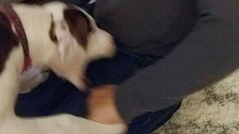 Detik-detik ditekam anjing kesayangan. Foto: Boredpanda