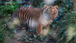 Wow, Kebun Binatang di Roma Perkenalkan Bayi Harimau Sumatera