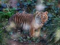 BBKSDA Riau: Pencari Kayu di Siak Sempat Lihat Harimau Sebelum Diterkam