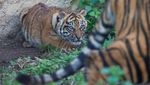 Wow, Kebun Binatang di Roma Perkenalkan Bayi Harimau Sumatera