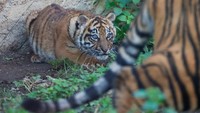 Sebagai informasi, Harimau Sumatera yang merupakan spesies asli Indonesia ini kini berisiko terancam punah.