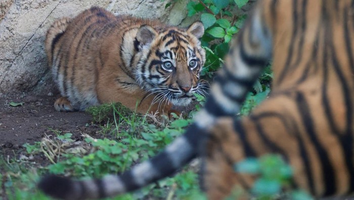 Kala, a Sumatran tiger cub born on December 1, 2023, looks on as it is being presented to the public for the first time, at Bioparco Zoo in Rome, Italy, March 7, 2024. Picture taken through a glass. REUTERS/Yara Nardi     TPX IMAGES OF THE DAY