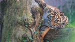 Wow, Kebun Binatang di Roma Perkenalkan Bayi Harimau Sumatera