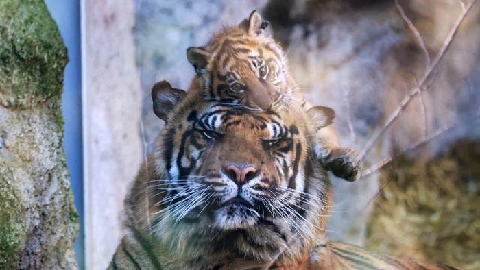 Kala, a Sumatran tiger cub born on December 1, 2023, looks on as it is being presented to the public for the first time, at Bioparco Zoo in Rome, Italy, March 7, 2024. Picture taken through a glass. REUTERS/Yara Nardi     TPX IMAGES OF THE DAY