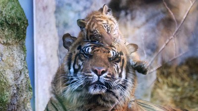 Wow, Kebun Binatang di Roma Perkenalkan Bayi Harimau Sumatera
