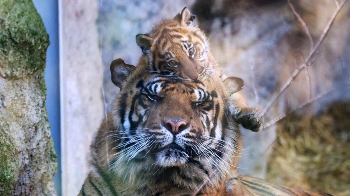 Kala, a Sumatran tiger cub born on December 1, 2023, looks on as it is being presented to the public for the first time, at Bioparco Zoo in Rome, Italy, March 7, 2024. Picture taken through a glass. REUTERS/Yara Nardi     TPX IMAGES OF THE DAY