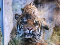 47 Harimau Mati di Kebun Binatang Vietnam, Diduga Kena H5N1