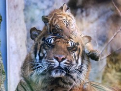 Hari Harimau Sedunia 29 Juli, Ini Maknanya