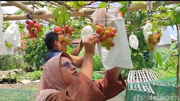 Memetik anggur langsung dari pohonnya di kebun anggur Tahmo