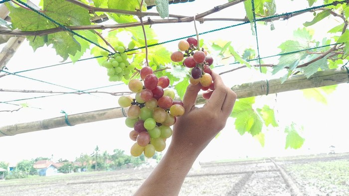 Memetik anggur langsung dari pohonnya di kebun anggur Tahmo