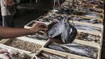 Pasokan Ikan Jelang Ramadan Tercukupi