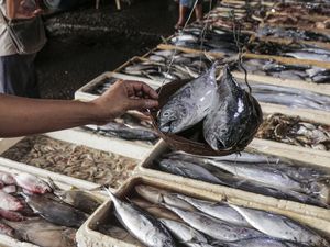 Pasokan Ikan Jelang Ramadan Tercukupi