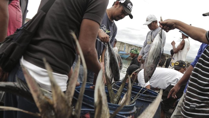 Pasokan ikan menjelang Ramadhan Pedagang menimbang ikan di tempat pelelangan ikan Palabuhanratu, Sukabumi, Jawa Barat, Jumat (8/3/2024). Kementerian Kelautan dan Perikanan (KKP) memperkirakan permintaan ikan pada Maret dan April 2024 mencapai 2,46 juta ton, sementara pasokan ikan dalam waktu itu bisa mencapai 3,10 juta ton sehingga mencukupi untuk memenuhi kebutuhan masyarakat selama Ramadhan dan Idul Fitri 2024. ANTARA FOTO/Henry Purba/agr/nym.