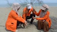 Aksi penanaman bibit pohon cemara laut di pantai wisata tersebut dalam rangka pemulihan ekosistem dan lingkungan hijau kawasan pesisir.