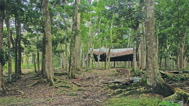 Arboretum Rio Alif Merangin