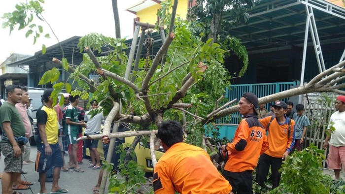 honda jazz tertimpa pohon tumbang di Pamekasan