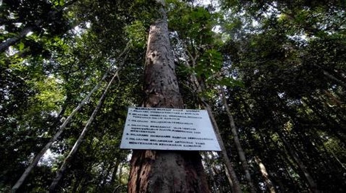 Objek wisata Hutan Adat Guguk di Merangin