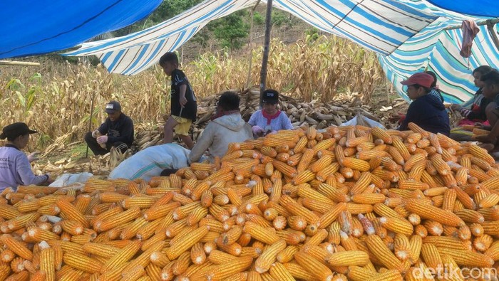 Panen jagung di Bone, Sulsel.