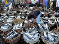 Jelang Ramadan, Stok Ikan di Aceh Mencapai 3 Juta Ton
