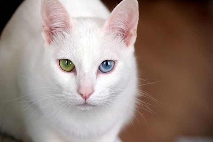 Kucing Khao Manee dengan warna dua mata yang berbeda.