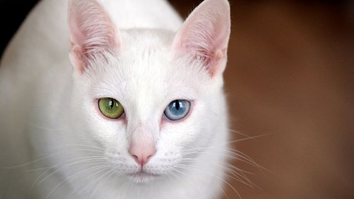 Kucing Khao Manee dengan warna dua mata yang berbeda.