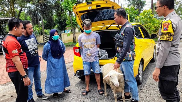 Pasutri di Bondowoso menuri kambing dengan memakai Brio