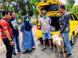 Pasutri Pedagang Sate di Bondowoso Curi Kambing Pakai Honda Brio