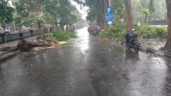 Pohon tumbang di kawasan Taman Bungkul Surabaya