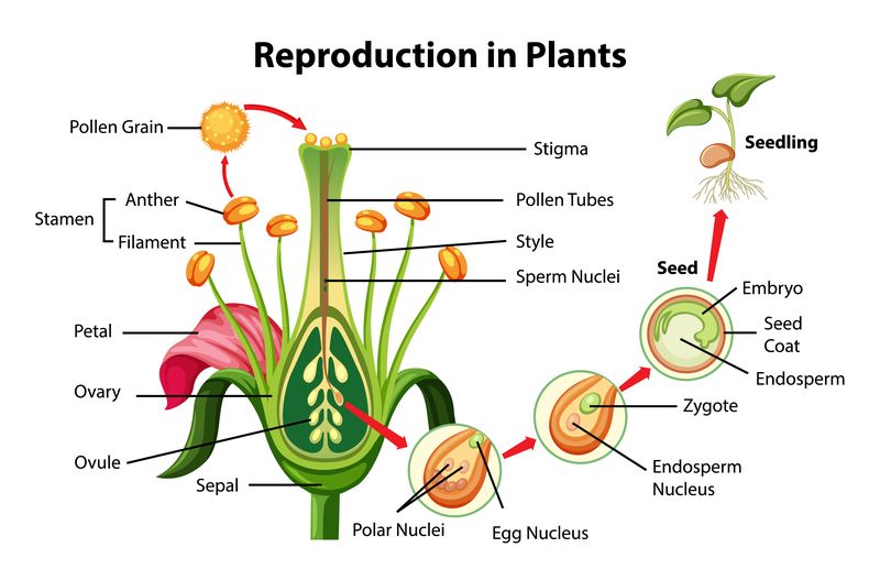 Diagram Reproduksi pada Tumbuhan.