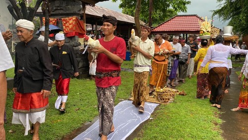 Sebanyak 22 hewan disucikan dalam upacara Mapepada di Buleleng yang digelar pada Sabtu (9/3/2024). (Istimewa)