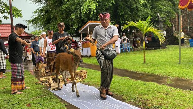Sebanyak 22 hewan disucikan dalam upacara Mapepada di Buleleng yang digelar pada Sabtu (9/3/2024). (Istimewa)