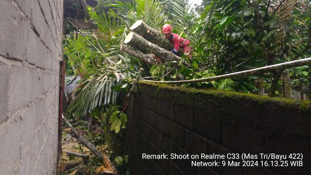 Sejumlah pohon tumbang dampak hujan disertai angin kencang di Sleman, Sabtu (9/3/2024). Petugas dan relawan melakukan penanganan di Soprayan, Kalurahan Girikerto, Kapanewon Turi.