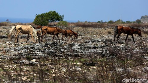 Pulau Sumba, sebuah pulau di Provinsi Nusa Tenggara Timur, Indonesia yang luas wilayahnya 10.710 km². Kota terbesar di Pulau Sumba adalah adalah Waingapu, ibu kota Kabupaten Sumba Timur.